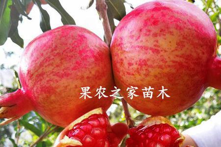 紫玉石榴和大红袍哪个好