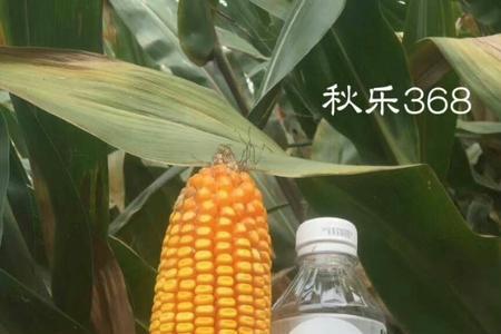 秋乐638玉米品种介绍
