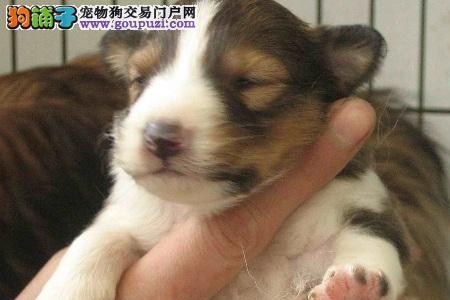 养喜乐蒂一个月花销大概多少吖