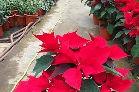 万年红如何催芽