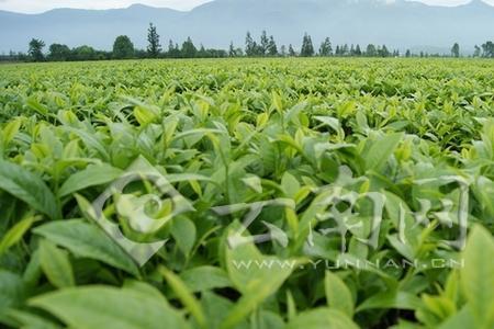 耿马茶叶好喝吗
