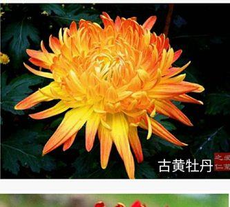 牡丹跟菊花那个开花时间长