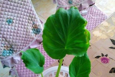 龟背竹跟芋头一样的根