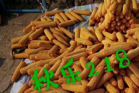 秋乐618品种审定公告