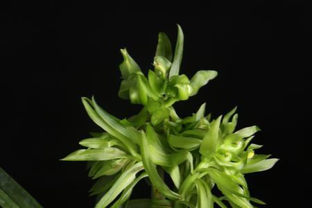 花开富贵兰花属于什么瓣