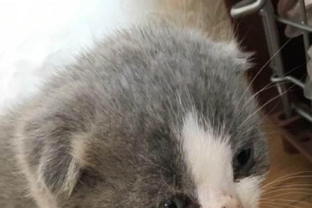 苏格兰猫和英短区别