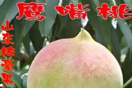 云南建水桃子树几月份嫁接最好