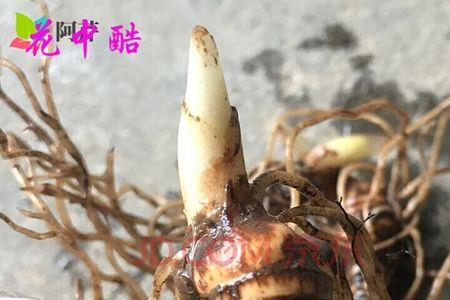 独角莲种子几年生