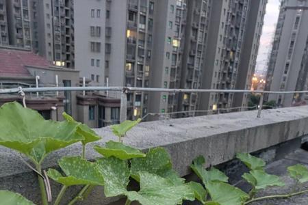 北方露台果蔬