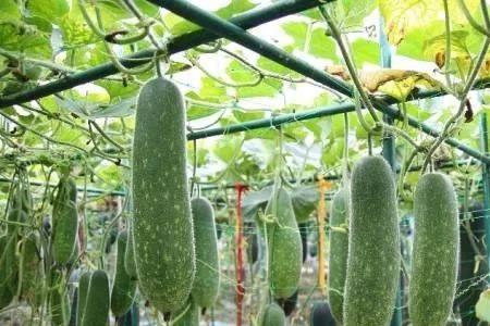 节瓜什么时候成熟