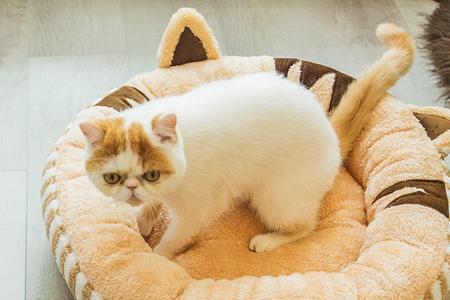 猫窝圆的好还是长方形的好