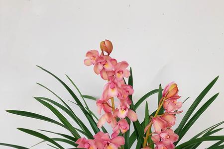 贵妃兰花什么时候开花