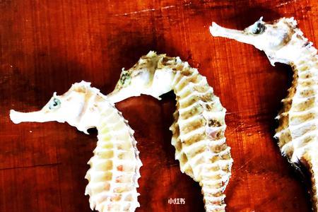 小海马与大海马区别