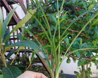 莲瓣兰叶脉特点