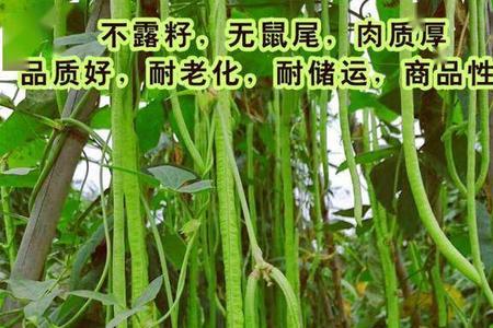 大连现在夏天大暑应季的蔬菜