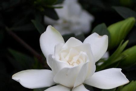 木子花有毒吗
