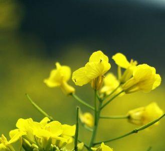 油菜开出黄花还能吃吗