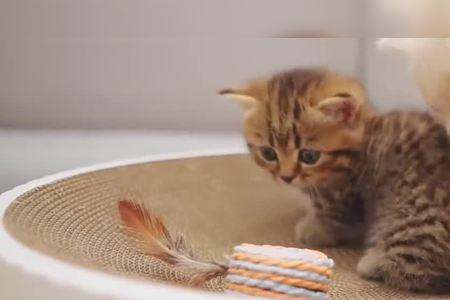 两个星期的小奶猫能喝水吗