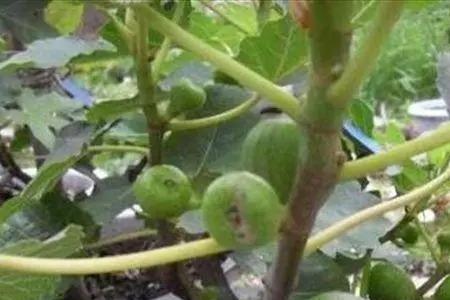 庭院无花果修剪技术
