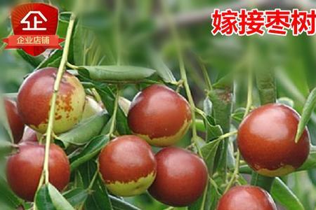 枣树可以嫁接苹果树吗