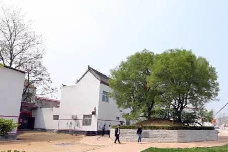 河南杞县哪个村子有姓郑的