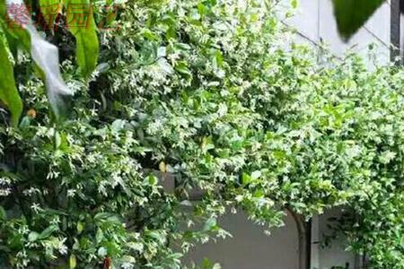 茉莉花爬藤种植方法