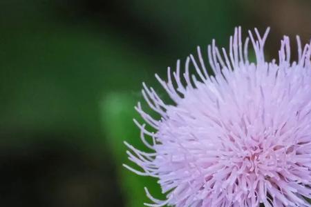 管状花亚科特点
