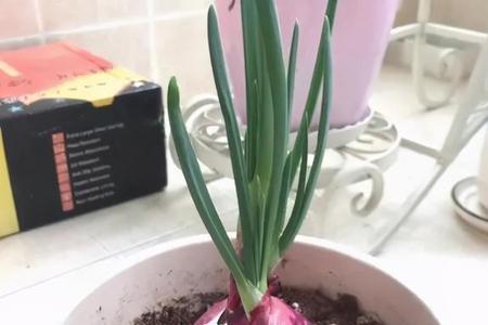 洋葱放花盆为什么会催花
