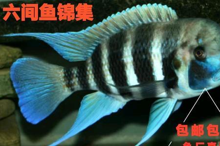 伊巴卡鱼咬鱼吗