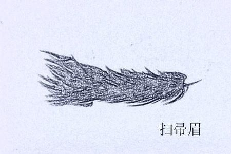 眉毛长的太散怎么破