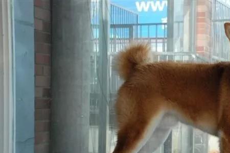 柴犬头高多少