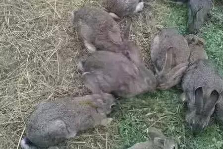 人工饲养的野兔有多少种