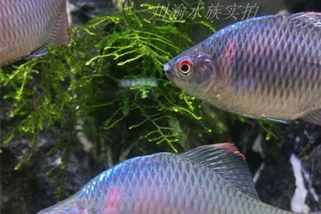 鳑鲏混养好还是单养