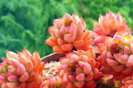 芭比娃娃多肉栽什么样的盆好看