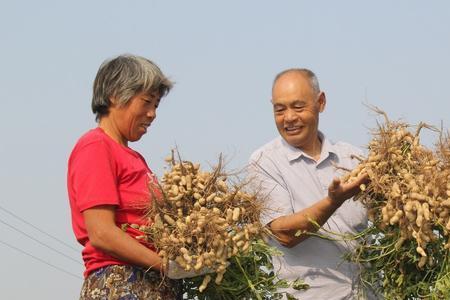 河南花生产量排名