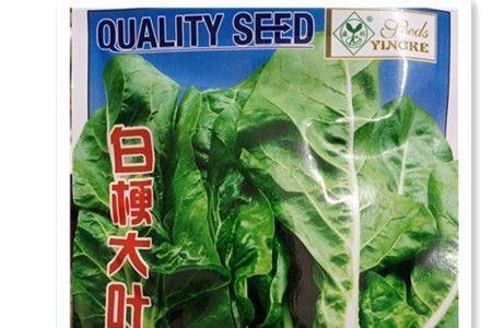 厚皮菜的种植方法
