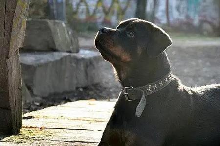 罗威纳为什么是陪伴犬