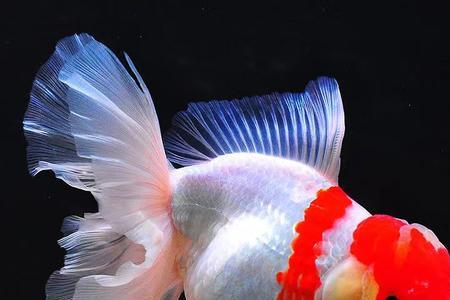 元宝泰狮和百褶泰狮区别