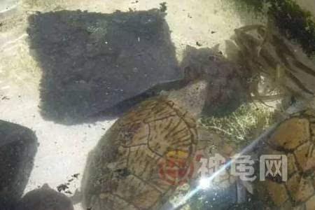 石龟可不可以放在家里散养