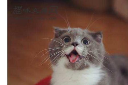 猫咪的繁育权是怎么回事