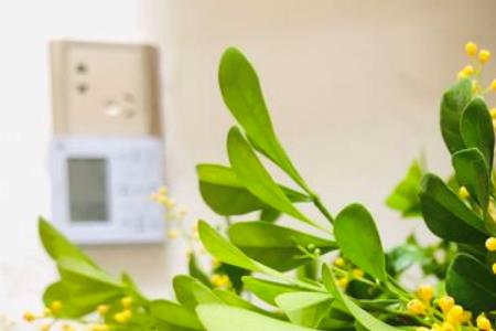 米兰换盆掉花多久能长新芽
