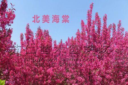 海棠和山丁子区别