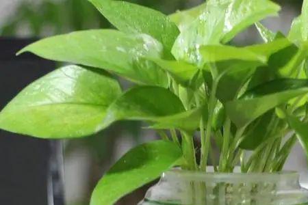 水根植物有哪几种适合在家里种