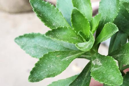 中华高钙菜的做法