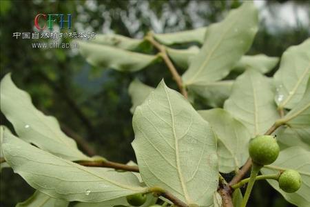 野山椒是木姜子吗