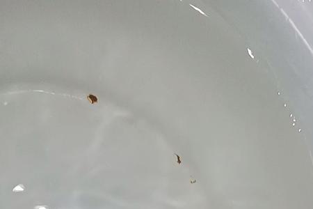兰寿金鱼大小尾还能恢复吗
