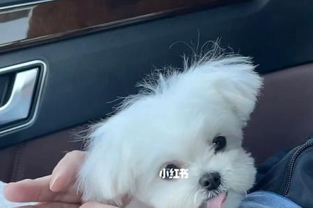 马尔济斯泪痕红毛能洗掉吗