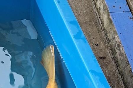浅黄锦鲤变色过程