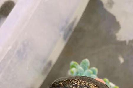 红面蛋龟怎么过冬