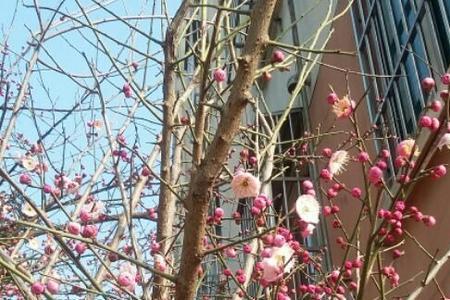 住楼房在室内能栽养梅花吗